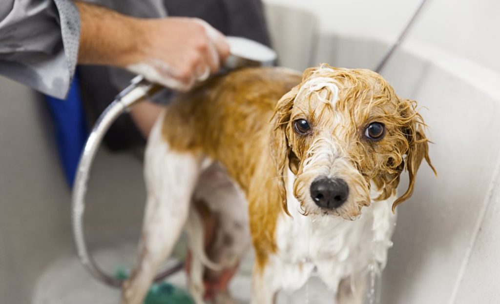 Dog taking bath