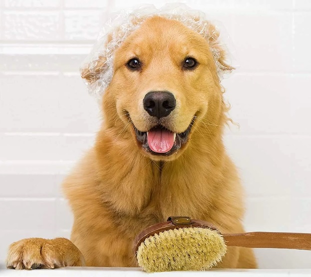 Happy Dog